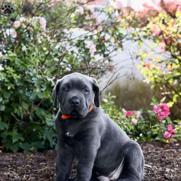 Frida, Cane Corso Puppy